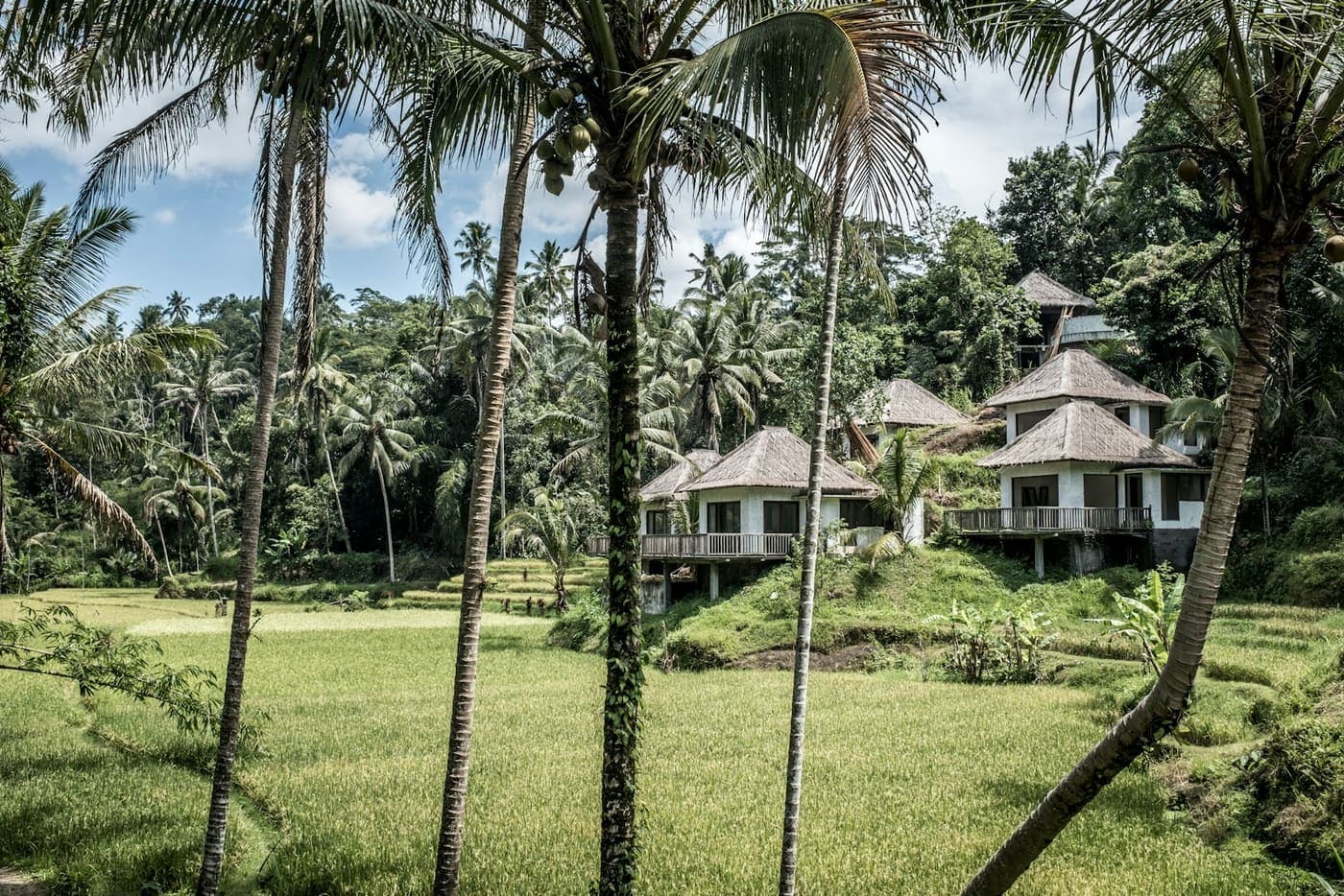A villa among palms and rice fields in Bali